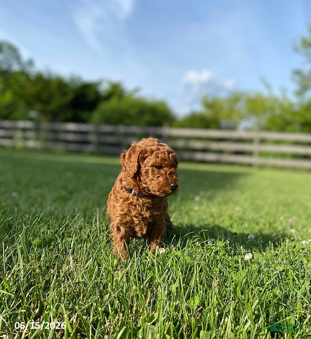 Miniature Labradoodle dogs for sale: Hazel - Ad 2