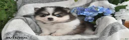 Pomsky dogs for sale: Bouncer - Ad 4