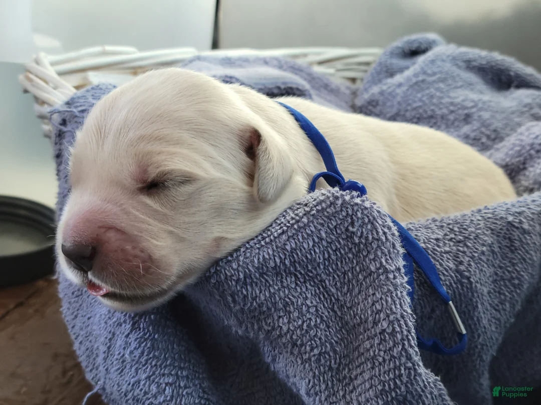 Golden Retriever dogs for sale: Chex - Ad 17