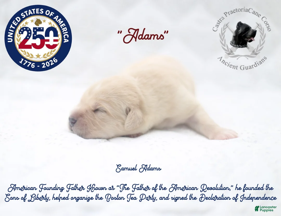 Cane Corso dogs for sale: "Adams" - Ad 1
