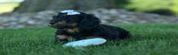 Miniature Dachshund dogs for sale: Harley  🦴🐶 - Ad 13