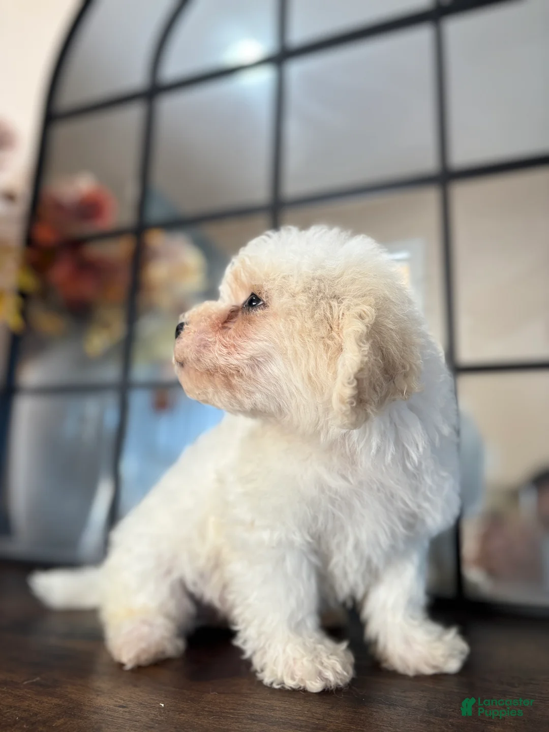 Miniature Poodle dogs for sale: Duke - Ad 2