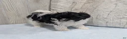 Shihpoo dogs for sale: Oreo - Ad 4