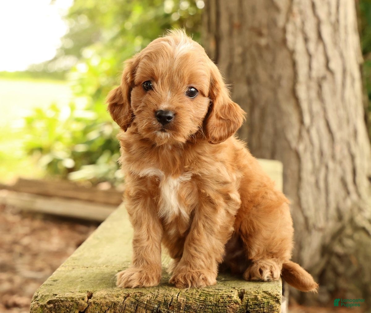 Cavapoo dogs Seth - Ad 1