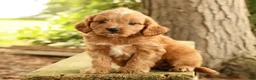Cavapoo dogs for sale: Seth - Ad 1