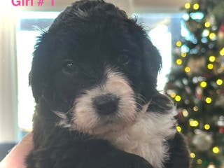 Mixed Breed dogs Female # 1 English Shepherd Doodle - Ad 18