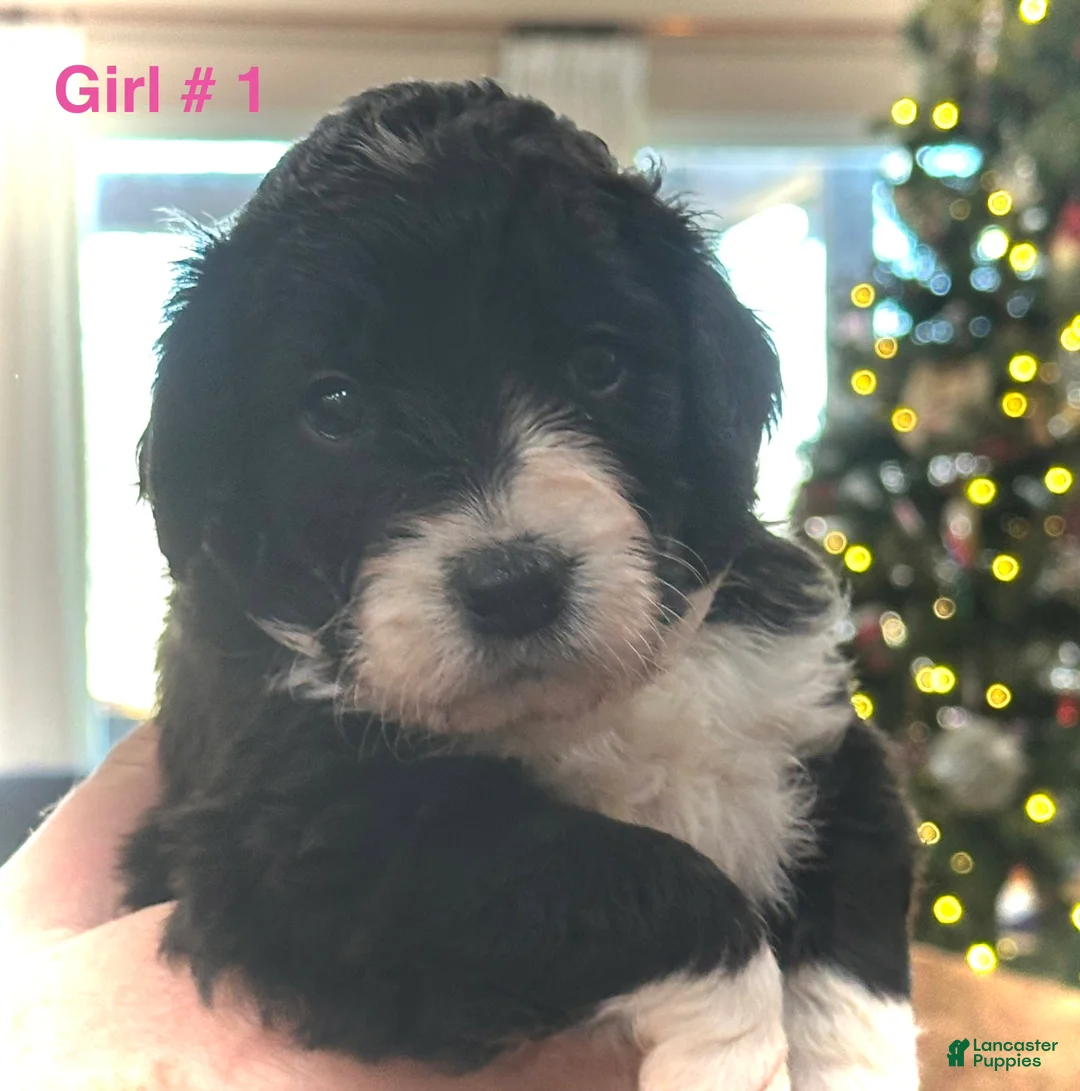 Mixed Breed dogs for sale: Female # 1 English Shepherd Doodle - Ad 3