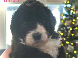 Mixed Breed dogs Female # 1 English Shepherd Doodle - Ad 28