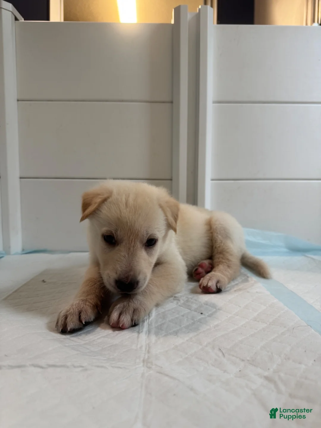 German Shepherd dogs for sale: RiRi - Ad 12