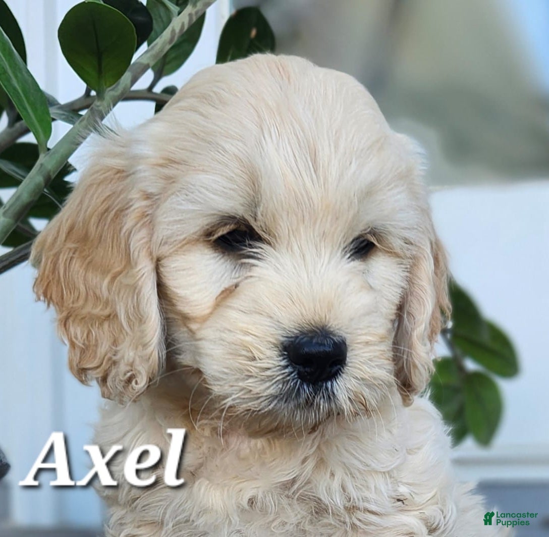 Mixed Breed dogs Axel - Ad 39