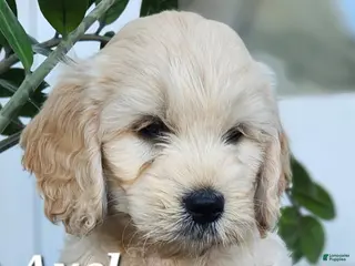 Mixed Breed dogs Axel - Ad 39