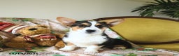 Welsh Corgi Pembroke dogs for sale: Nellie - Ad 9