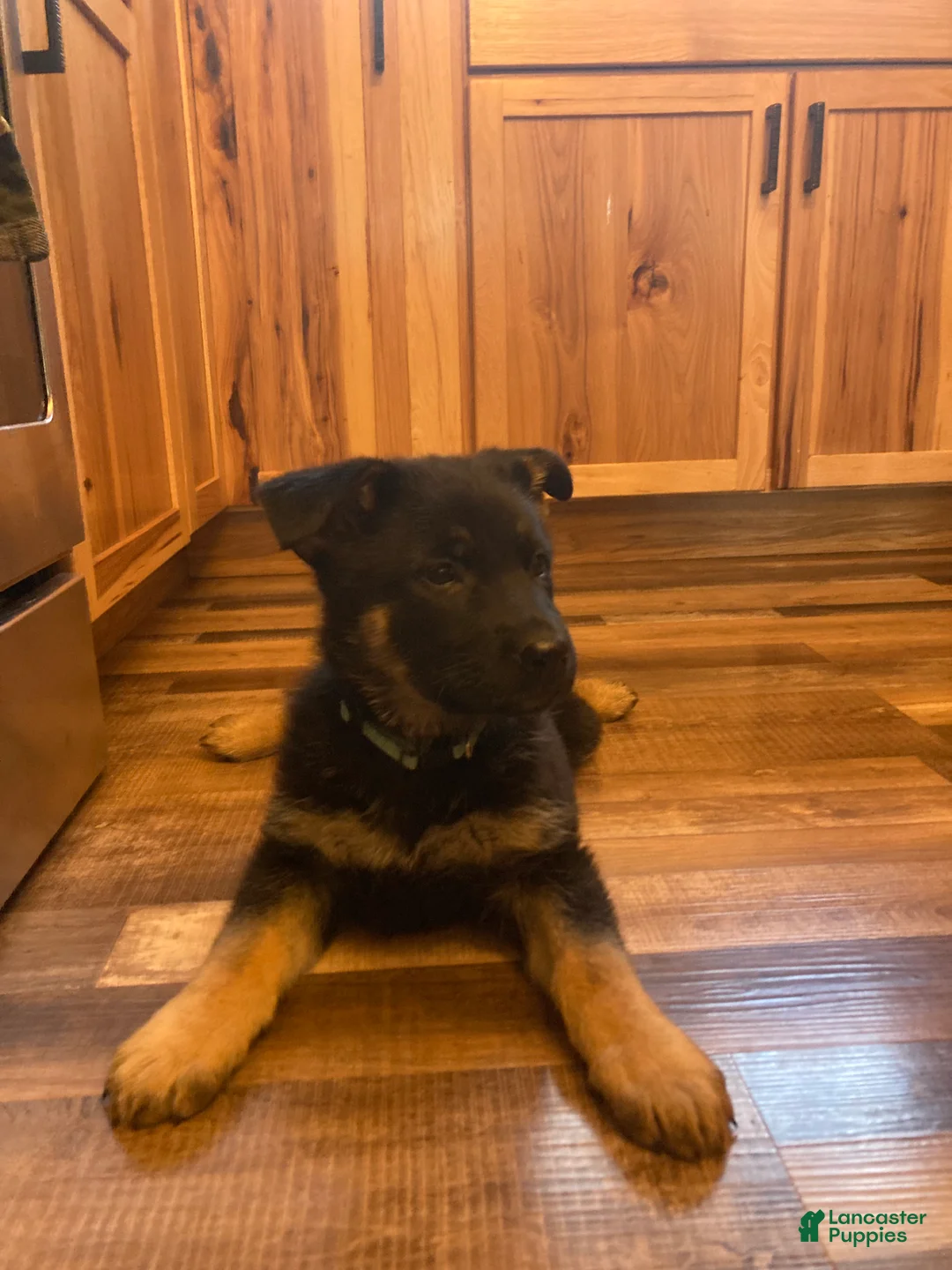 German Shepherd dogs for sale: German Shepherd Puppy 1 - Ad 3