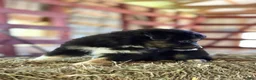 Australian Shepherd dogs for sale: Tessa - Ad 8