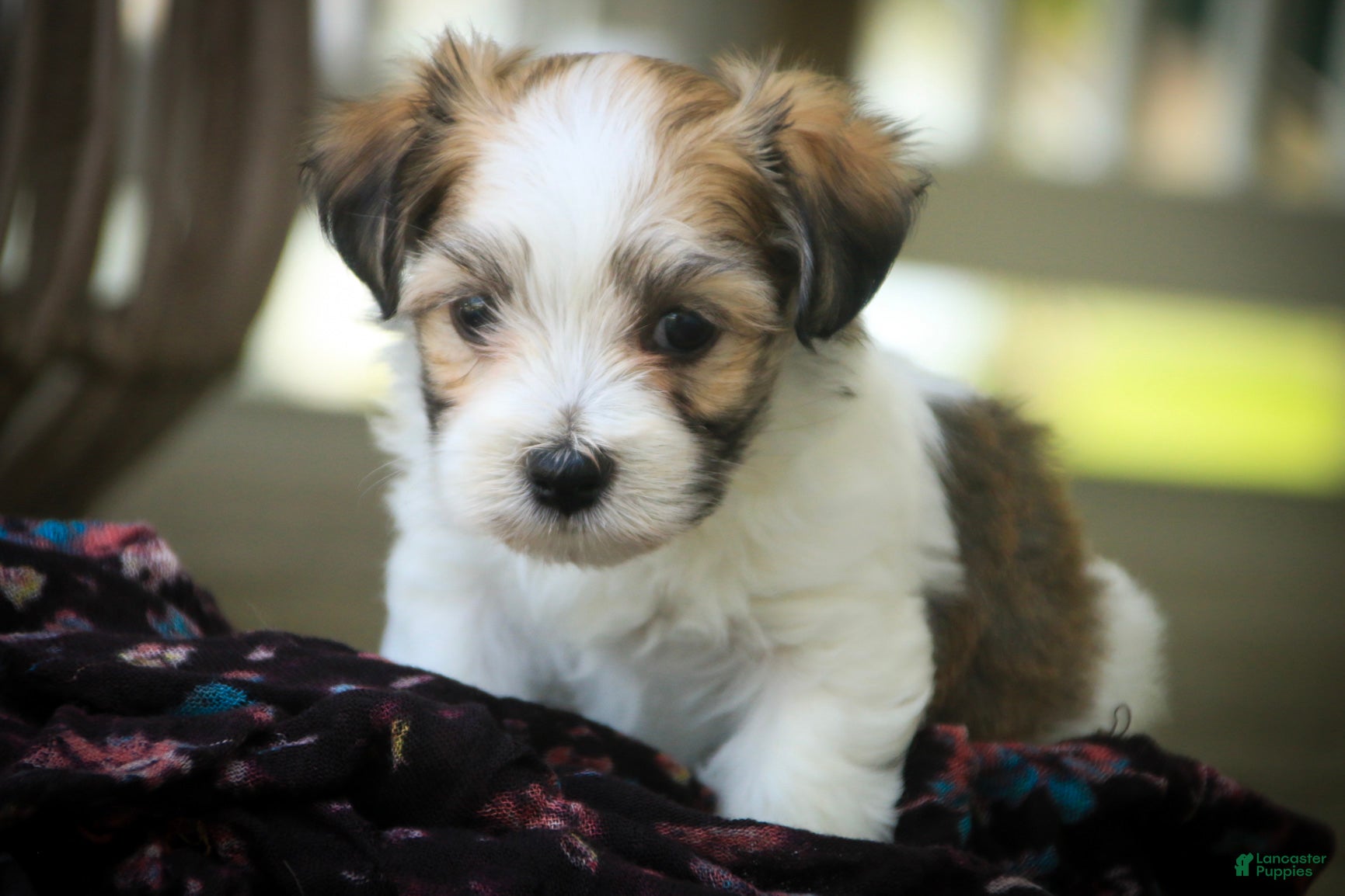 Havanese dogs Penelope Havanese  - Ad 1
