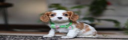 Cavalier King Charles Spaniel dogs for sale: Blaze - Ad 2