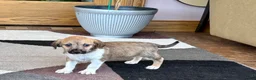 Mixed Breed dogs for sale: Italian greyhound/Havanese Sally  - Ad 3