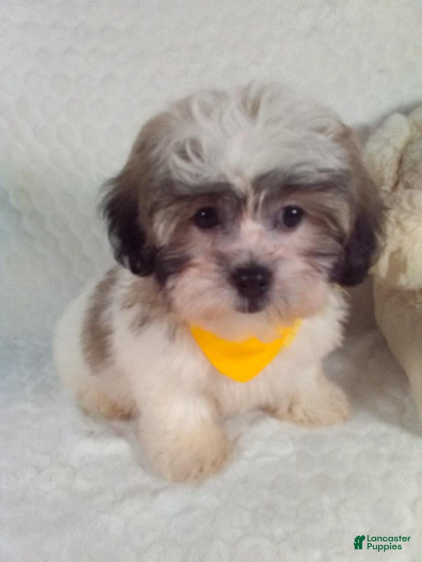 Teddy Bear dogs Chewy - Ad 1