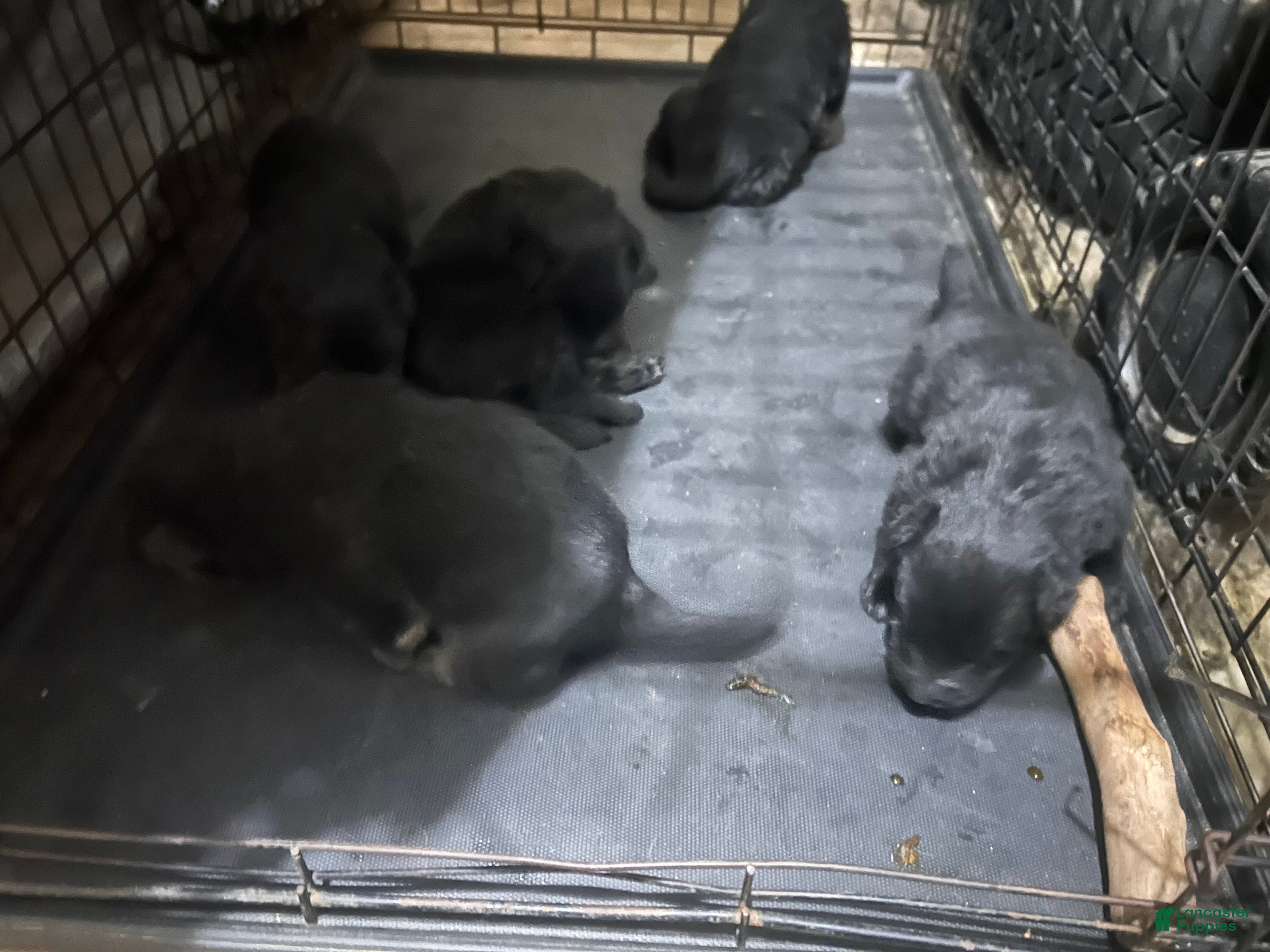 German Shepherd dogs German Shepherd Puppy 1 - Ad 2