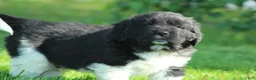 Newfoundland dogs for sale: Ted - Ad 3