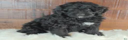 Bernedoodle dogs for sale: Shadow  - Ad 6