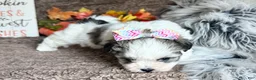 Malshi dogs for sale: Princess Aurora - Ad 9