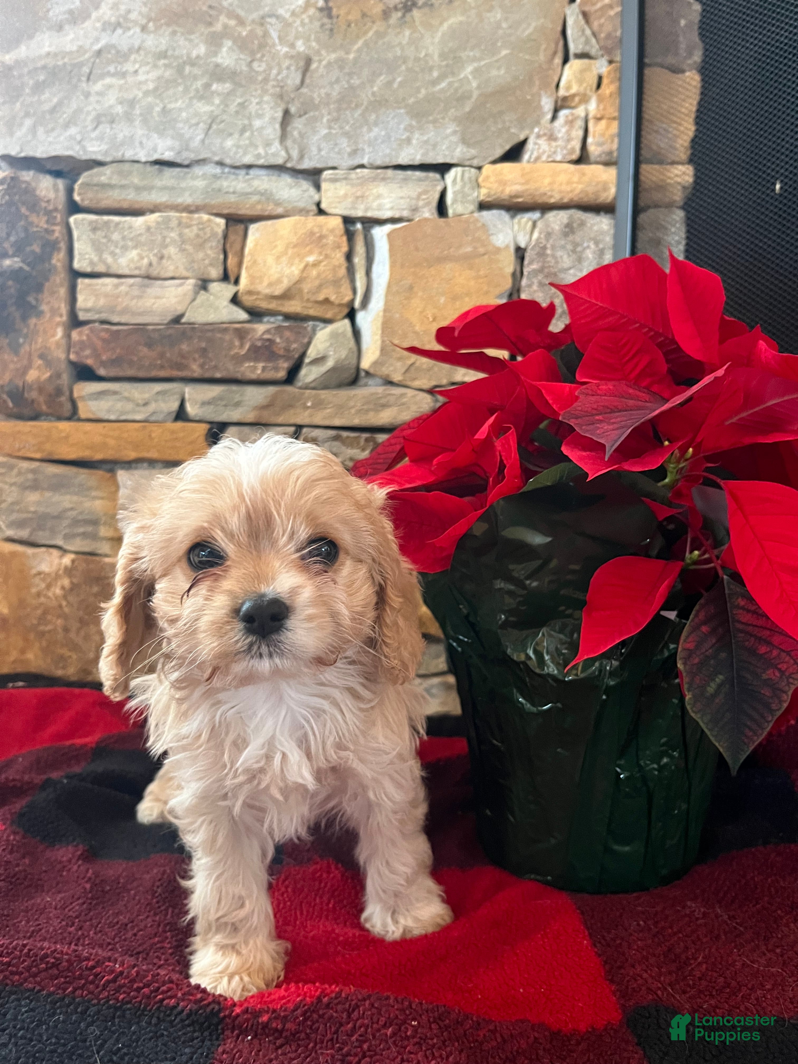 Cavapoo dogs Noel - Ad 33