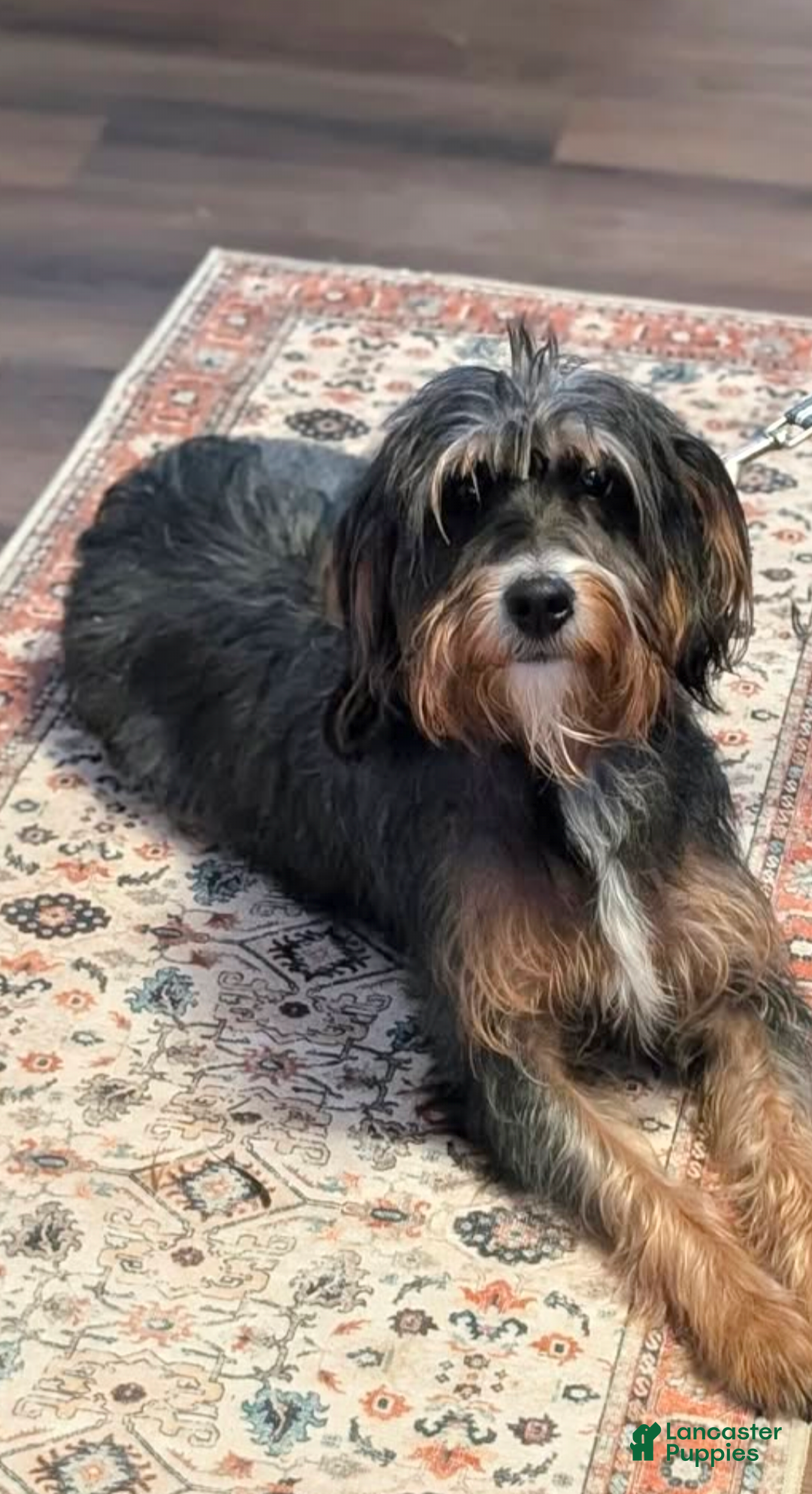 Gallery Image {{count}}