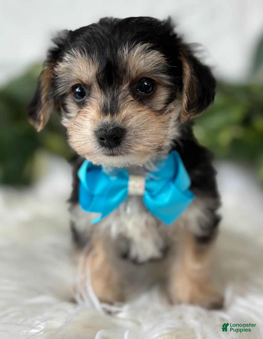Morkie dogs for sale: Preston - Ad 6