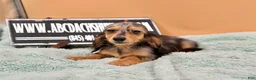 Miniature Dachshund dogs for sale: Miniature Dachshund Puppy 2 - Ad 14