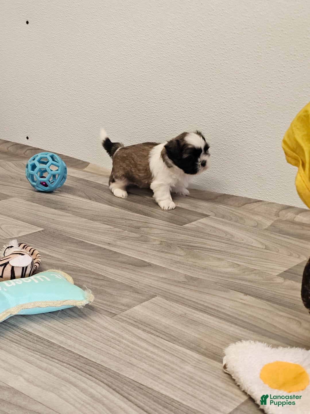 Shih Tzu dogs for sale: Gordon Ckc - Ad 14
