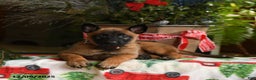 Belgian Malinois dogs for sale: Apple - Ad 4