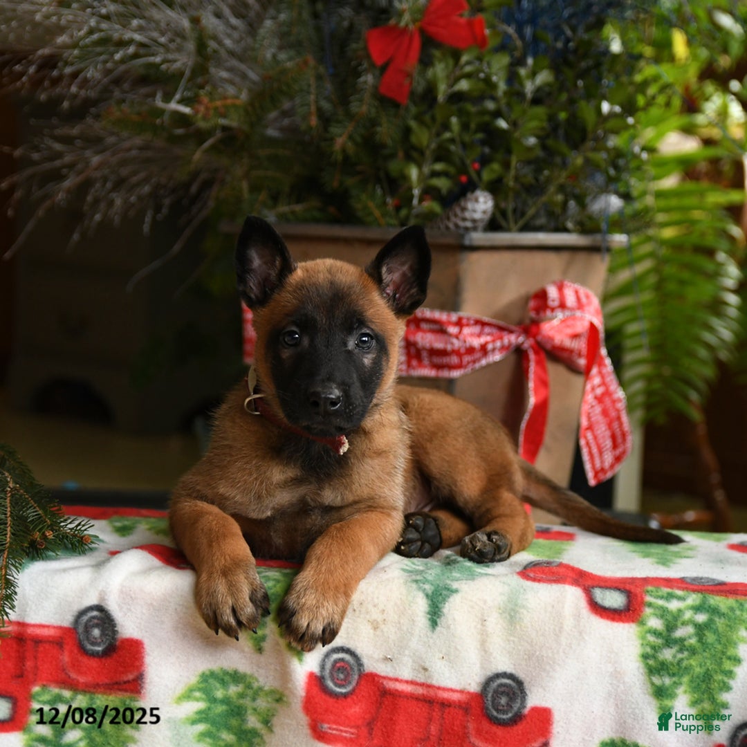 Belgian Malinois dogs for sale: Apple - Ad 4