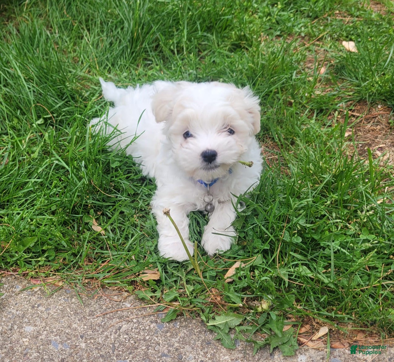 Maltese dogs Moses - Ad 33