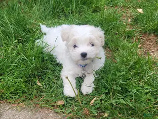 Maltese dogs Moses - Ad 41