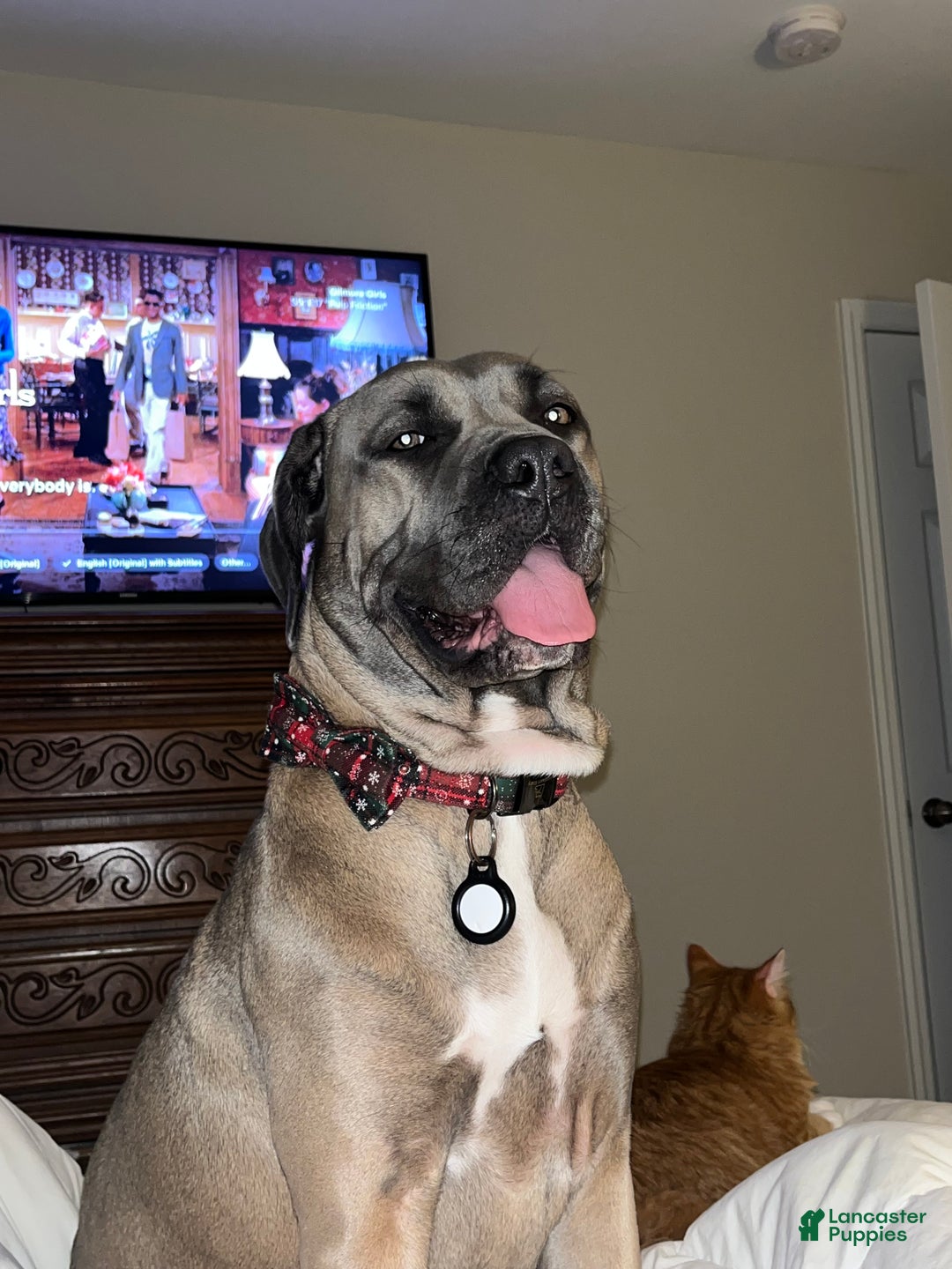 Cane Corso dogs for sale: Cane Corso Litter - Blue Dilutes - Ad 3