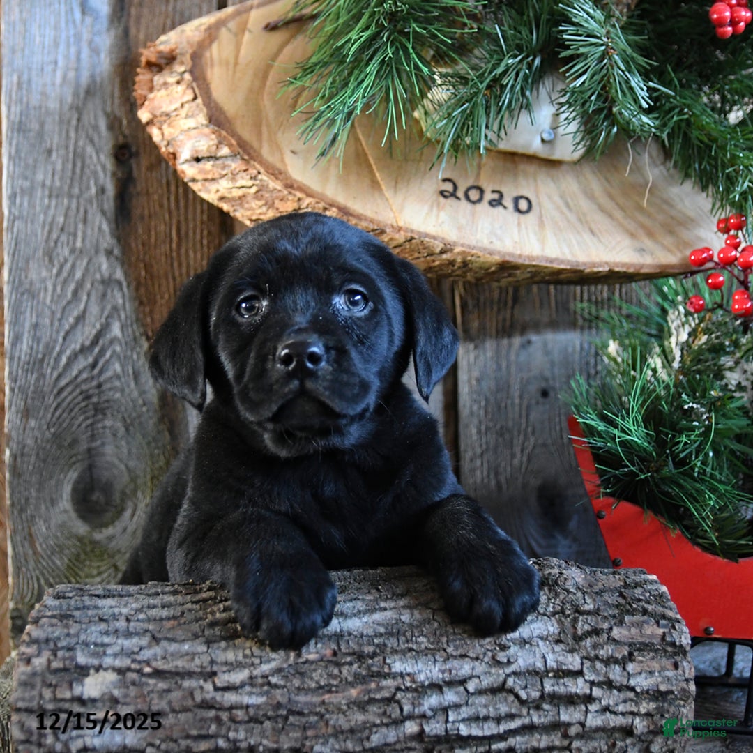 Labrador Retriever dogs for sale: Ripple - Ad 5