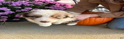 Australian Shepherd dogs for sale: Pumpkin (AKC) - Ad 3