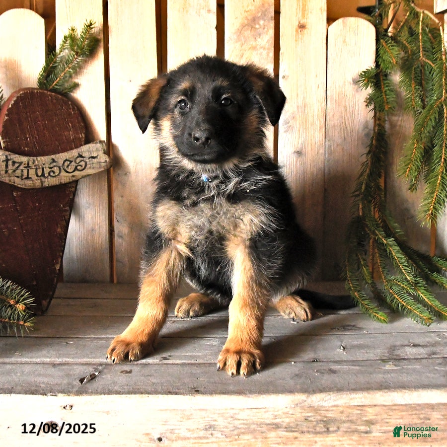 German Shepherd dogs Sassy - Ad 34