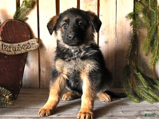 German Shepherd dogs Sassy - Ad 3