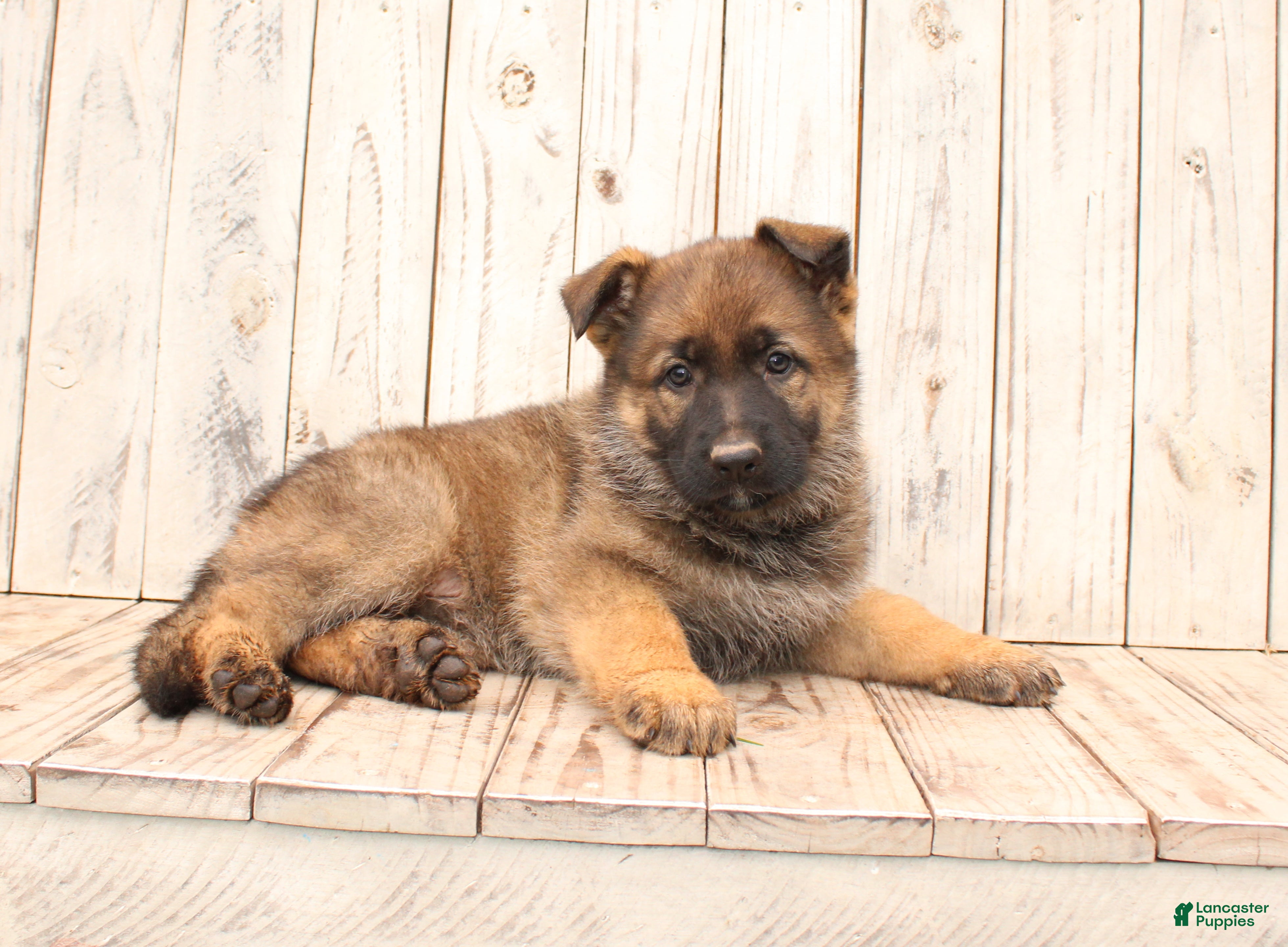 German Shepherd dogs Daisy - Ad 2
