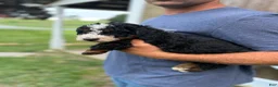 Mini Bernedoodle dogs for sale: Blaze - Ad 4