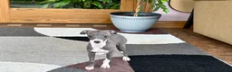 Italian Greyhound dogs for sale: Italian Greyhound 4 blue girl  - Ad 4