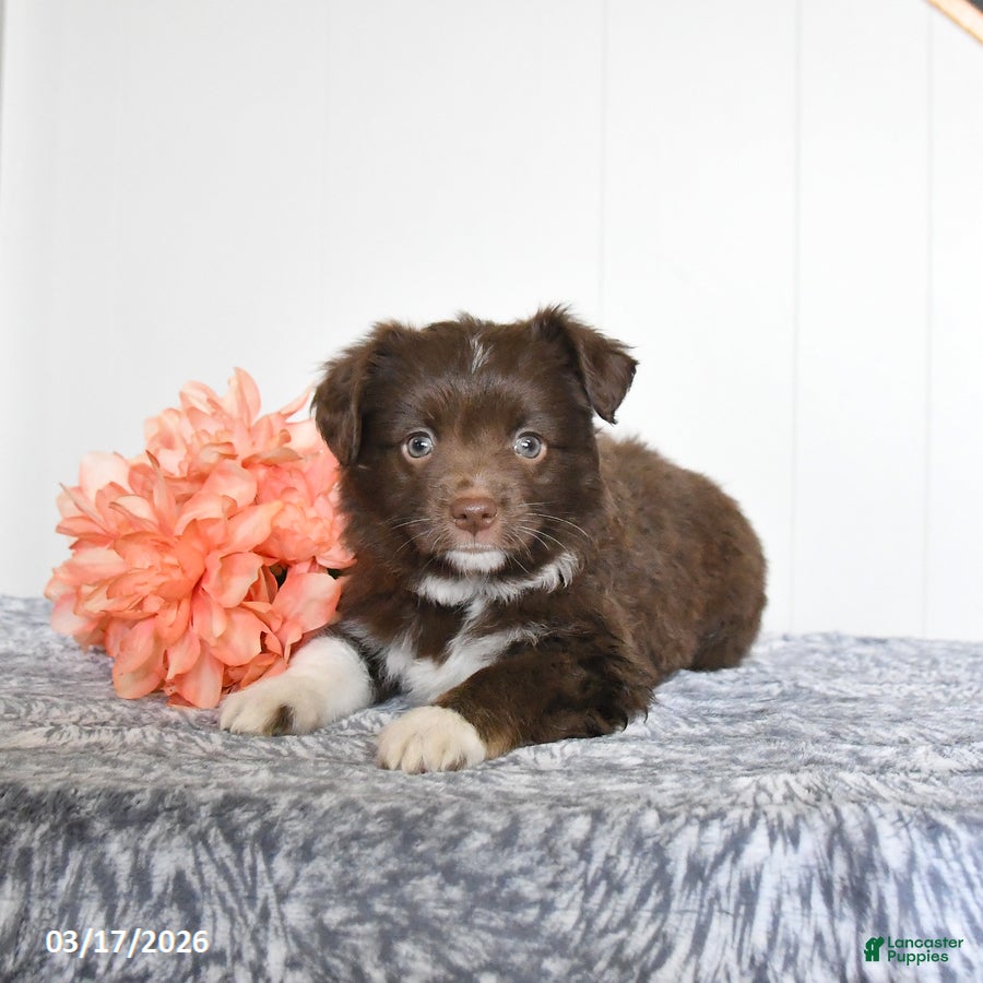 Miniature Australian Shepherd dogs Eclipse - Ad 1