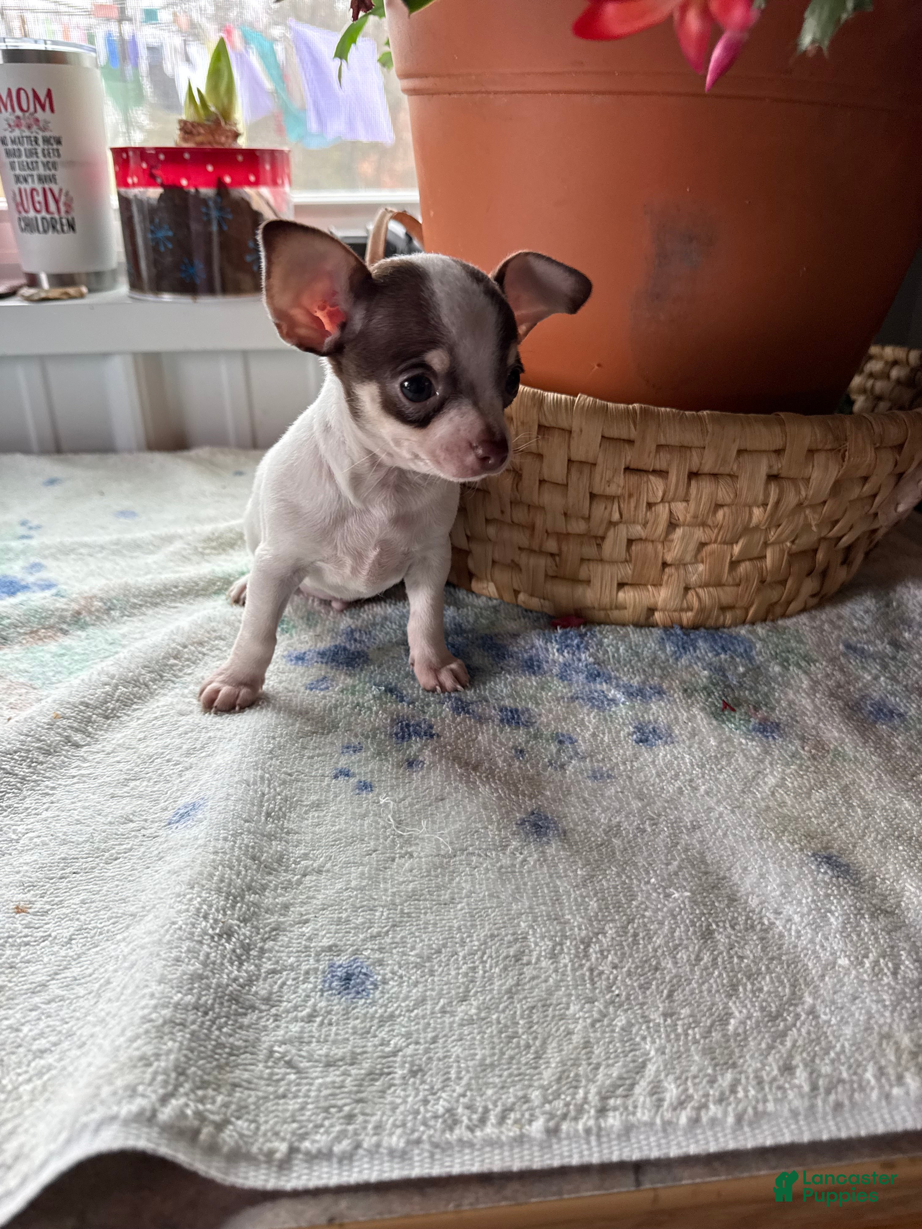 Chihuahua dogs Tiny striker - Ad 36