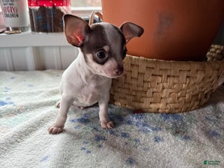 Chihuahua dogs Tiny striker - Ad 36