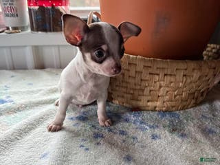 Chihuahua dogs Tiny striker - Ad 37