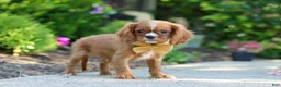 Cavalier King Charles Spaniel dogs for sale: Mr. Bentley - Ad 7