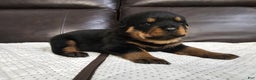 Rottweiler dogs for sale: Rottweiler Puppy 5 Pink Girl  - Ad 1