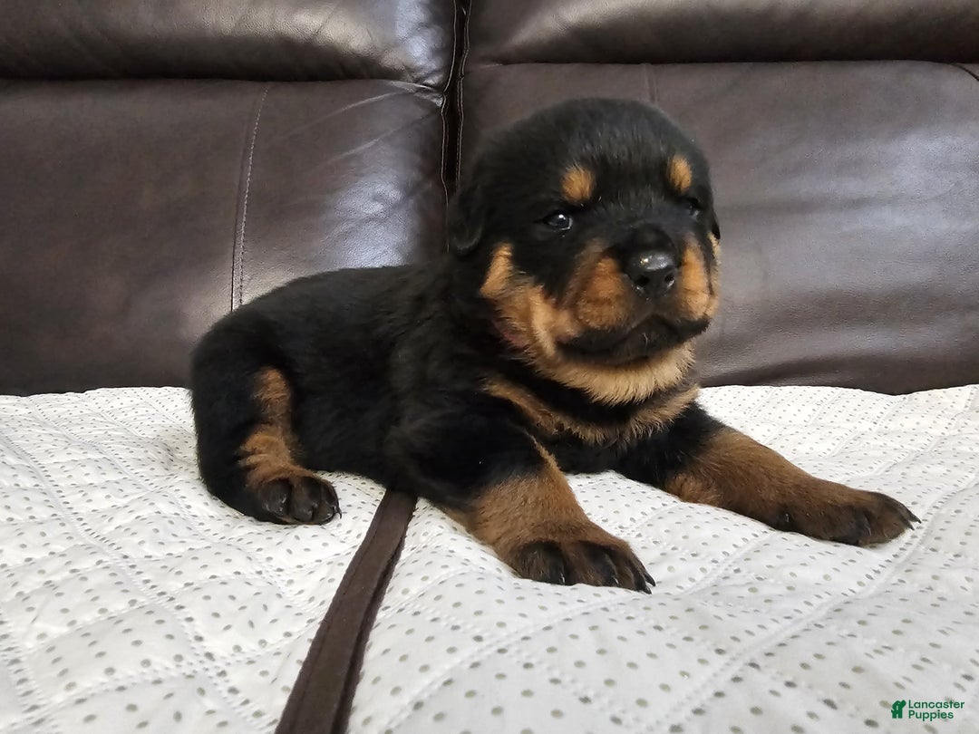 Rottweiler dogs for sale: Rottweiler Puppy 5 Pink Girl  - Ad 1